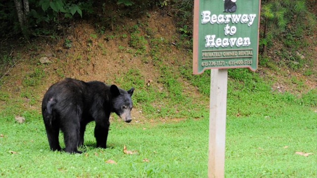 A local bear